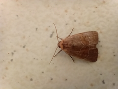 Hampsonodes