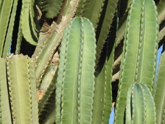 Cereus hexagonus