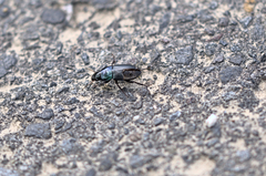 Harpalus dimidiatus