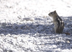 Callospermophilus lateralis certus