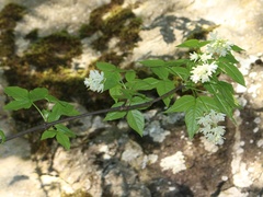 Staphylea colchica