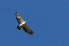 Spizaetus melanoleucus