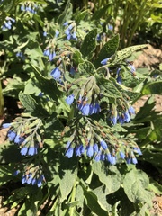 Symphytum caucasicum