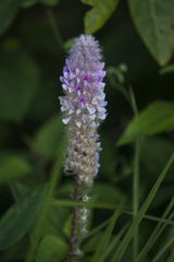 Uraria