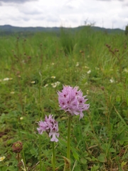 Neotinea tridentata tridentata