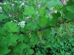 Ribes spicatum