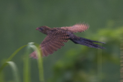 Centropus bengalensis