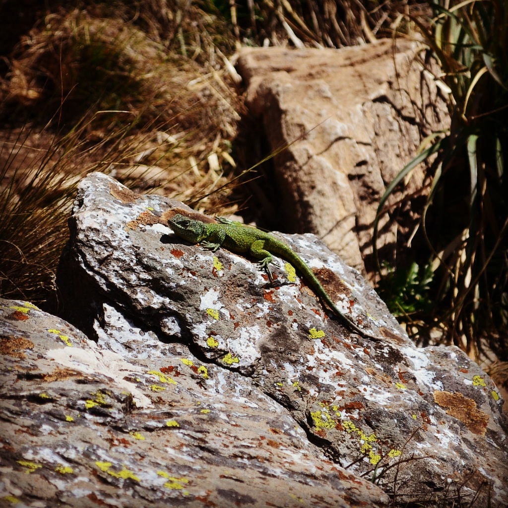 Casuhatien Anole