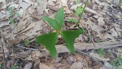 Trillium cernuum