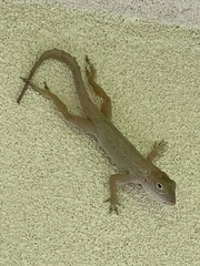 Anolis cristatellus wileyae