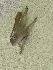 Anolis cristatellus wileyae