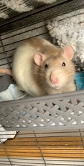 Rattus norvegicus domestica