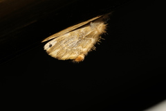 Euproctis kanshireia