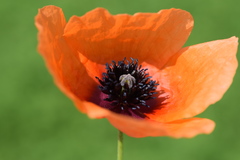 Papaver apulum