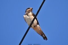 Hirundo rustica