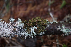 Tuckermanopsis americana