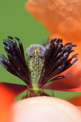 Papaver apulum