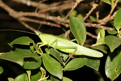 Euconocephalus nasutus
