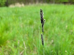 Carex hartmanii