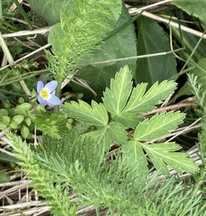 Houstonia caerulea