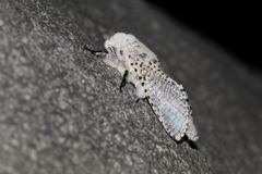 Zeuzera multistrigata