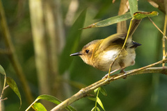 Poecilotriccus plumbeiceps