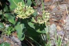 Asclepias elata