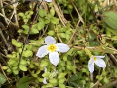 Houstonia caerulea