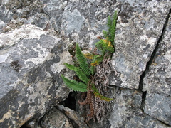 Dryopteris fragrans image