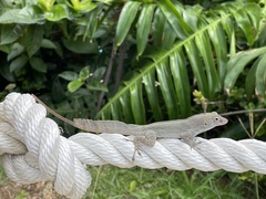 Anolis cristatellus wileyae