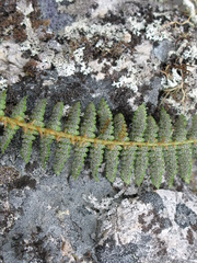 Dryopteris fragrans image