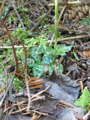Goodyera repens image