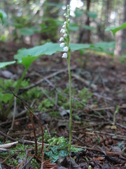 Goodyera repens image