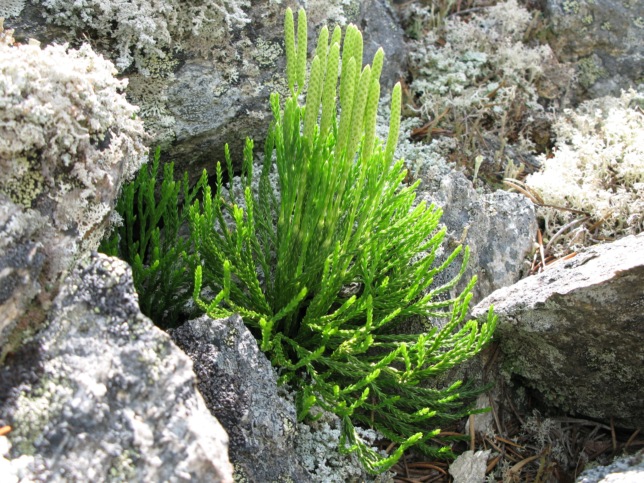 Diphasiastrum sabinifolium (Willd.) Holub