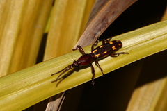 Baryrhynchus poweri