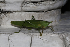 Euconocephalus nasutus