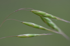 Bromus squarrosus