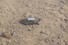 Kinosternon sonoriense