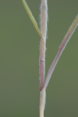 Bromus squarrosus