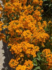 Erysimum × marshallii
