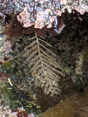 Abietinaria