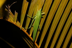 Euconocephalus nasutus