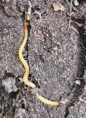 Geophilus electricus