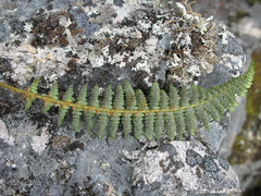 Dryopteris fragrans image
