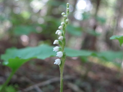 Goodyera repens image