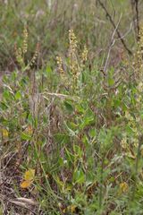 Rumex roseus