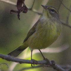 Setophaga palmarum hypochrysea
