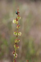Rumex roseus
