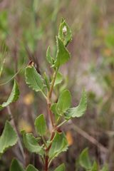 Rumex roseus