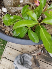 Magnoliopsida